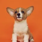 Business 2 image NESSY'S PUPPIES OF KENDALL in Miami FL