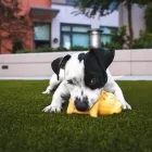 Business 4 image NESSY'S PUPPIES OF KENDALL in Miami FL