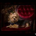 Business 7 image NEWSOME'S STUDIO OF PHOTOGRAPHY INC Portrait Photographers in Tampa FL