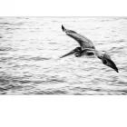 Business 8 image NEWSOME'S STUDIO OF PHOTOGRAPHY INC Portrait Photographers in Tampa FL