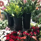 Business 2 image NORTH PARK FLORIST Florists in Buffalo NY