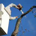 Business 1 image O'BRADY'S TREE REMOVAL SOLUTIONS Tree Service Little Rock in Brandon FL