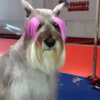 Business 3 image ORANGE GROOMING INC Pet Grooming in Miami FL
