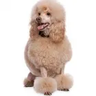 Business 5 image PET GROOMING SCHOOL MIAMI, GOLDEN PAWS Vocational Schools in Miami FL
