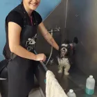 Business 6 image PET GROOMING SCHOOL MIAMI, GOLDEN PAWS Vocational Schools in Miami FL