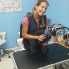 Business 7 image PET GROOMING SCHOOL MIAMI, GOLDEN PAWS Vocational Schools in Miami FL