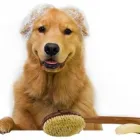 Business 8 image PET GROOMING SCHOOL MIAMI, GOLDEN PAWS Vocational Schools in Miami FL