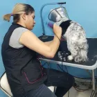 Business 9 image PET GROOMING SCHOOL MIAMI, GOLDEN PAWS Vocational Schools in Miami FL