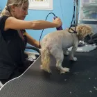 Business 10 image PET GROOMING SCHOOL MIAMI, GOLDEN PAWS Vocational Schools in Miami FL