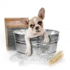 Business 12 image PET GROOMING SCHOOL MIAMI, GOLDEN PAWS Vocational Schools in Miami FL