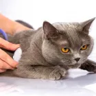 Business 2 image PET MED ANIMAL CLINIC in Miami FL