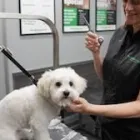 Business 2 image PET SUPPLIES PLUS SOUTH BEND Pet Services in South Bend IN
