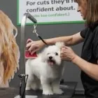 Business 3 image PET SUPPLIES PLUS SOUTH BEND Pet Services in South Bend IN