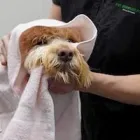 Business 4 image PET SUPPLIES PLUS SOUTH BEND Pet Services in South Bend IN