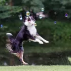 Business 5 image PETS ZONE Pet Supplies in Los Angeles CA