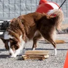 Business 1 image PETS ZONE Pet Supplies in Los Angeles CA