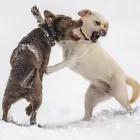 Business 3 image PETS ZONE Pet Supplies in Los Angeles CA