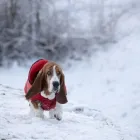 Business 4 image PETS ZONE Pet Supplies in Los Angeles CA