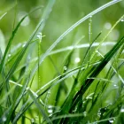 Business 2 image PRO SOD Lawn Fertilizing in Orlando FL