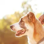 Business 1 image PROPET DISTRIBUTORS Pet Supplies in Orlando FL