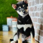 Business 1 image PUPPIES DIRECT Pet Stores in Miami FL