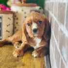 Business 2 image PUPPIES DIRECT Pet Stores in Miami FL