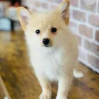 Business 3 image PUPPIES DIRECT Pet Stores in Miami FL