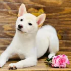 Business 4 image PUPPIES DIRECT Pet Stores in Miami FL