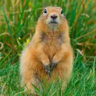 Business 1 image RMG WILDLIFE Wildlife Removal in Oakland Park FL