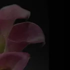 Business 8 image ROYAL FLORIST Wedding Services in Sacramento CA