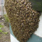 Business 2 image SAN DIEGO PEST MANAGEMENT Pest Control in San Diego CA