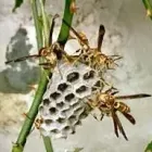 Business 3 image SAN DIEGO PEST MANAGEMENT Pest Control in San Diego CA