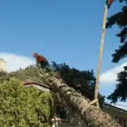 Business 5 image SERVICE QUEEN TREE SERVICES MIAMI Tree Service in Miami AZ