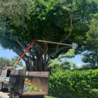 Business 1 image SERVICE QUEEN TREE SERVICES MIAMI Tree Service in Miami AZ