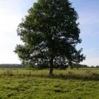 Business 6 image SERVICE QUEEN TREE SERVICES MIAMI Tree Service in Miami AZ