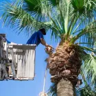 Business 7 image SERVICE QUEEN TREE SERVICES MIAMI Tree Service in Miami AZ