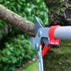 Business 2 image SERVICE QUEEN TREE SERVICES MIAMI Tree Service in Miami AZ