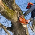 Business 3 image SERVICE QUEEN TREE SERVICES MIAMI Tree Service in Miami AZ