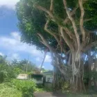 Business 4 image SERVICE QUEEN TREE SERVICES MIAMI Tree Service in Miami AZ