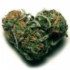 Business 1 image SILVER LAKE CAREGIVERS GROUP Pain Control Clinic in Los Angeles CA