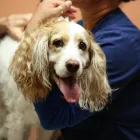 Business 2 image SOUTH KENDALL ANIMAL HOSPITAL Veterinary Pharmacy in Miami FL