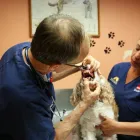 Business 5 image SOUTH KENDALL ANIMAL HOSPITAL Veterinary Pharmacy in Miami FL