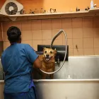 Business 7 image SOUTH KENDALL ANIMAL HOSPITAL Veterinary Pharmacy in Miami FL
