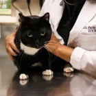 Business 10 image SOUTH KENDALL ANIMAL HOSPITAL Veterinary Pharmacy in Miami FL