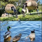 Business 1 image STOW LAKE BOATHOUSE in San Francisco CA