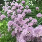 Business 25 image T. O'DONNELL LANDSCAPING in Buffalo NY