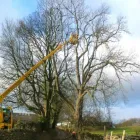 Business 1 image TAMPA TREE SERVICE Tree Trimming Service in Tampa FL