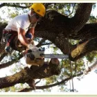 Business 2 image TAMPA TREE SERVICE Tree Trimming Service in Tampa FL