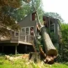 Business 4 image TAMPA TREE SERVICE Tree Trimming Service in Tampa FL