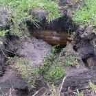 Business 7 image TAURUS LOGISTICS TOWING Towing Service in Orlando FL